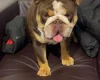 English Bulldog