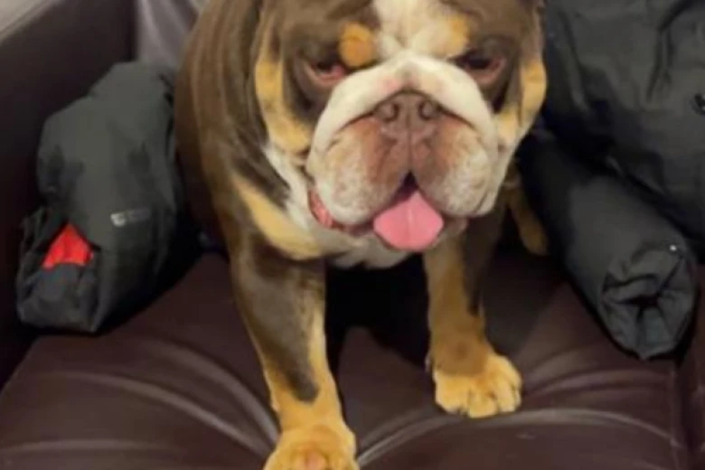 English Bulldog