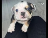 English Bulldog