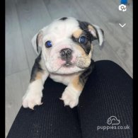 English Bulldog