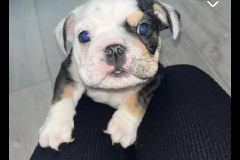 English Bulldog