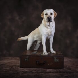 Labrador Retriever