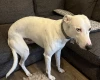 Lurcher