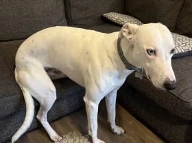 Lurcher