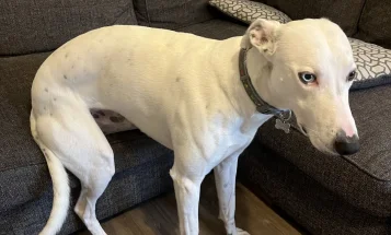 Lurcher
