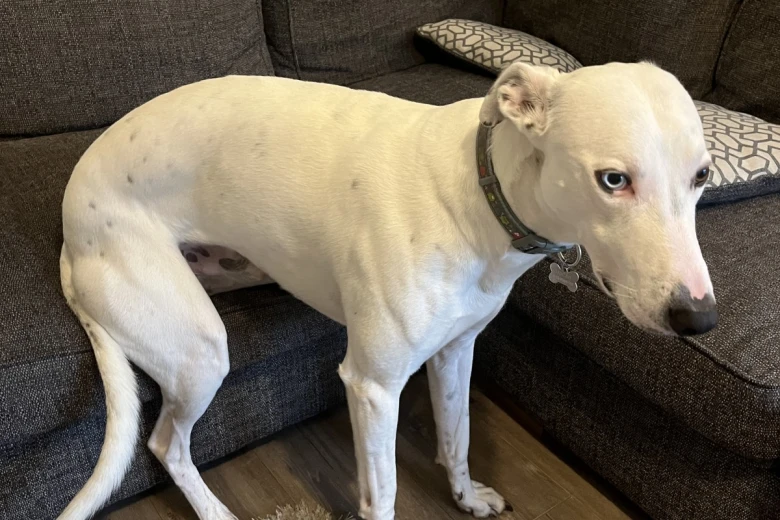 Lurcher