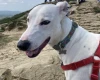 Lurcher