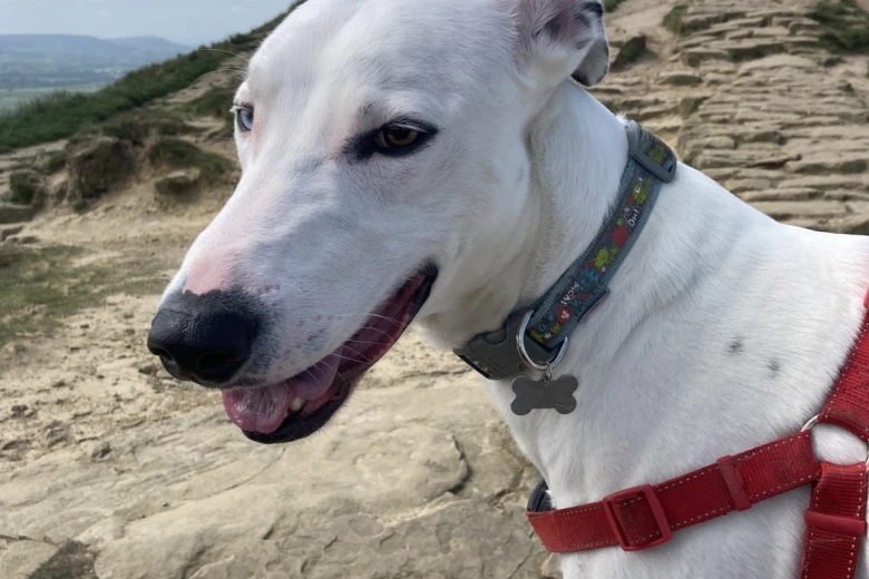 Lurcher