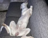 Lurcher