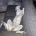 Lurcher