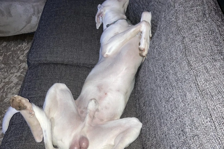 Lurcher