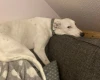 Lurcher