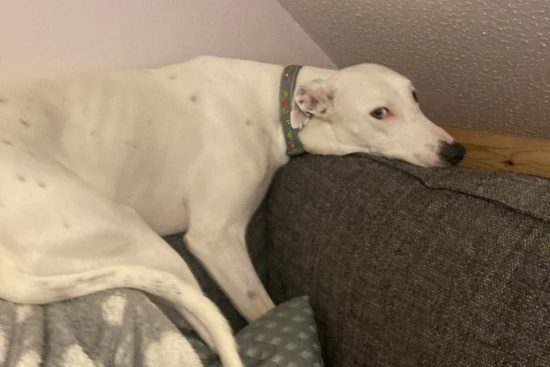 Lurcher