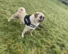 Pug