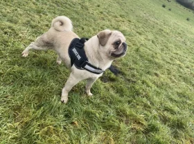Pug
