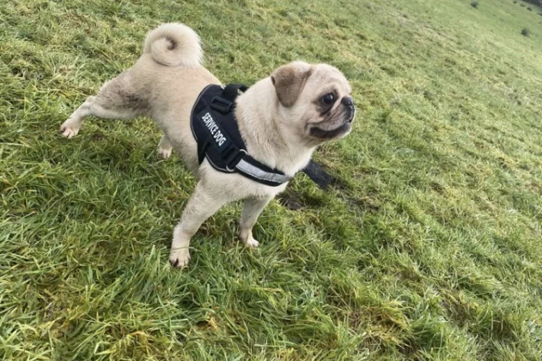 Pug