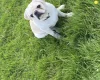 Pug