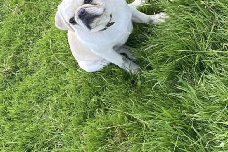 Pug
