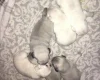 Pug