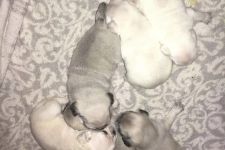 Pug