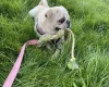 Pug