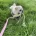 Pug
