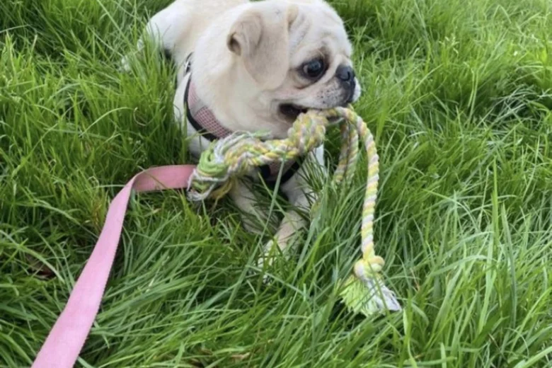Pug