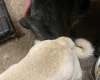 Pug