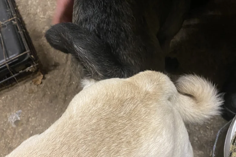 Pug