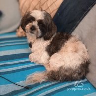 Shih Tzu