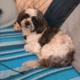 Shih Tzu