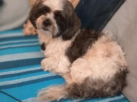 Shih Tzu