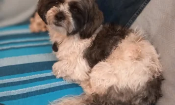 Shih Tzu