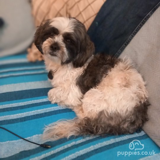 Shih Tzu