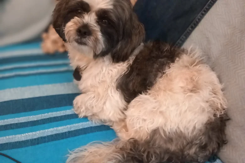 Shih Tzu