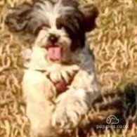 Shih Tzu