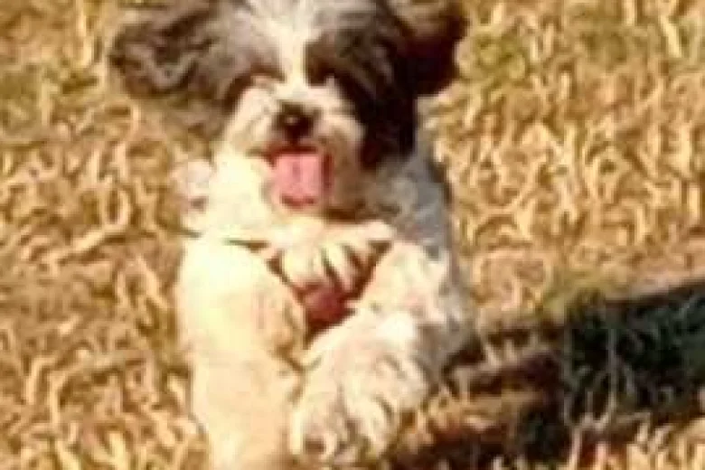 Shih Tzu