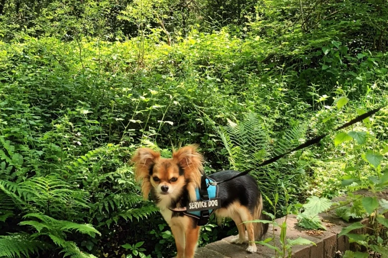 Chihuahua