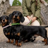 Dachshund (Standard & Miniature)