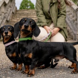 Dachshund (Standard &amp; Miniature)