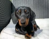 Dachshund (Smooth Haired)