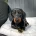 Dachshund (Smooth Haired)