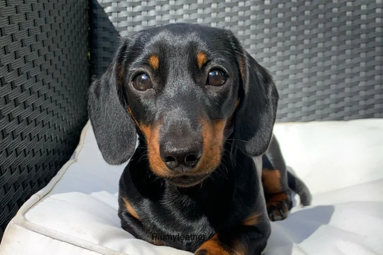 Dachshund (Smooth Haired)