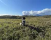 English Springer Spaniel