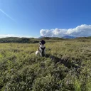 English Springer Spaniel