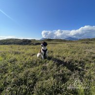 English Springer Spaniel