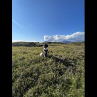 English Springer Spaniel