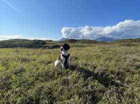 English Springer Spaniel