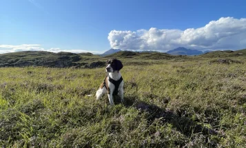 English Springer Spaniel
