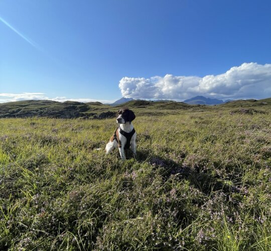 English Springer Spaniel